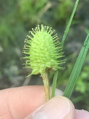 Carex squarrosa