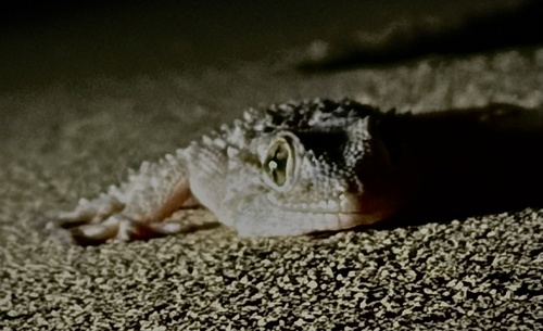 Moorish Gecko