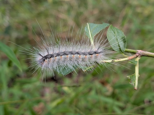 Fall Webworm Moth