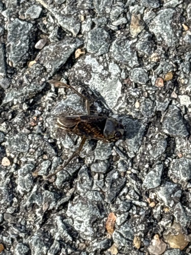Notonecta irrorata