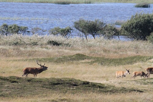 Red Deer