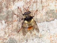 Criorhina bubulcus