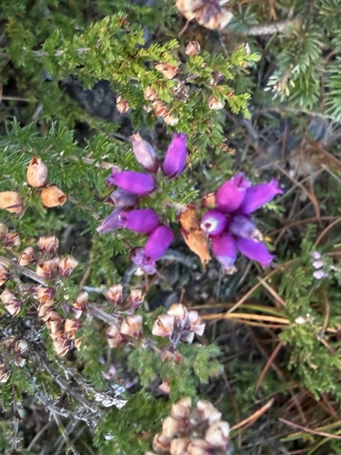 Erica cinerea, photograph 3