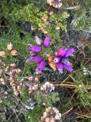 Erica cinerea, photograph (c) Scott Shanks, some rights reserved (CC BY)