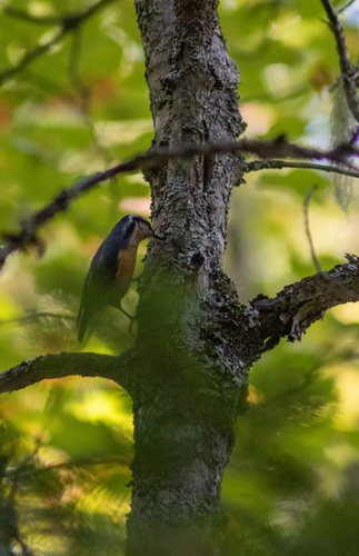 Red-breasted Nuthatch