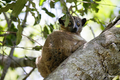 Lepilemur hubbardorum