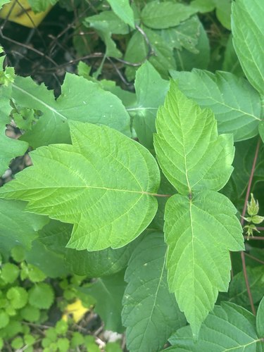box elder