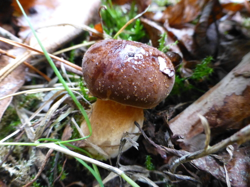 Bay Bolete