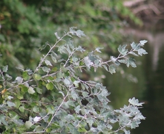 Populus alba