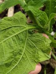 Smallanthus connatus