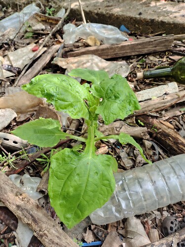 Smallanthus connatus, photograph 2