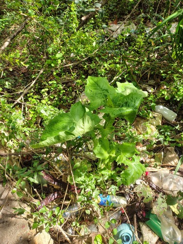 Smallanthus connatus, photograph 4