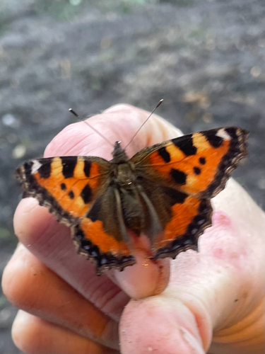 Small Tortoiseshell