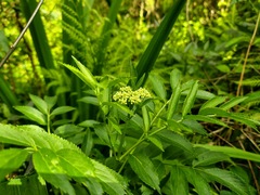 Sambucus australis
