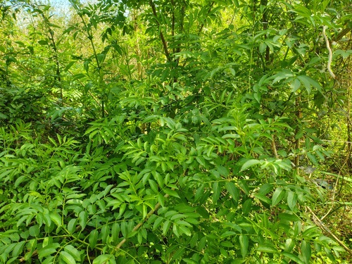 Sambucus australis, photograph 1
