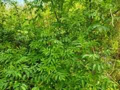 Sambucus australis, photograph (c) Felipe Horton, some rights reserved (CC BY)