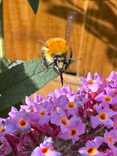 Common Carder Bumble Bee