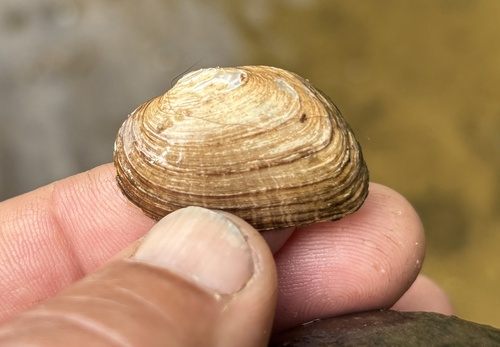 Slippershell Mussel
