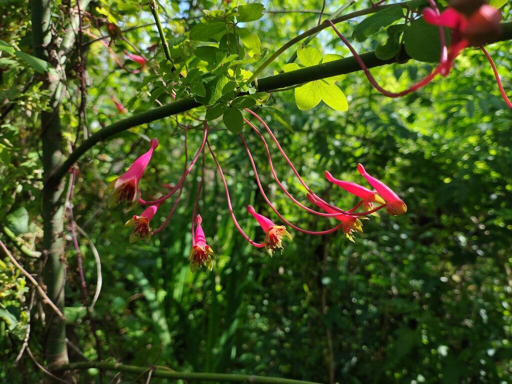 Tropaeolum pentaphyllum; photograph (c) Felipe Horton, some rights reserved (CC BY)