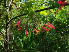 Tropaeolum pentaphyllum