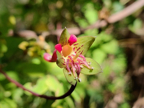 Tropaeolum pentaphyllum, photograph 5