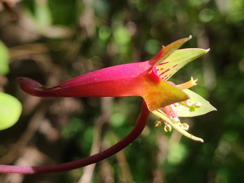 Tropaeolum pentaphyllum, photograph 4