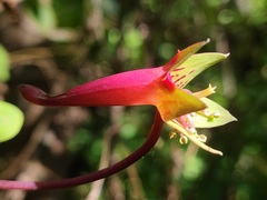 (c) Felipe Horton, some rights reserved (CC BY) Tropaeolum pentaphyllum, photograph (c) Felipe Horton, some rights reserved (CC BY)