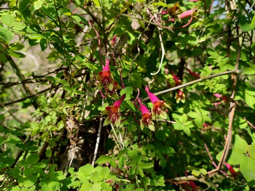 Tropaeolum pentaphyllum, photograph 6