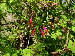 Tropaeolum pentaphyllum, photograph (c) Felipe Horton, some rights reserved (CC BY)