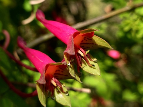 Tropaeolum pentaphyllum, photograph 2