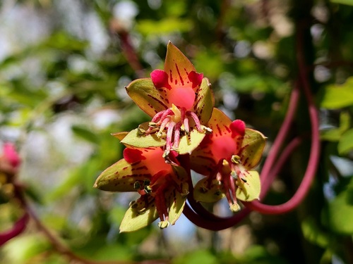 Tropaeolum pentaphyllum, photograph 1