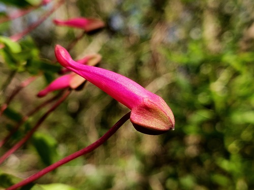 Tropaeolum pentaphyllum, photograph 3