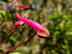 (c) Felipe Horton, some rights reserved (CC BY) Tropaeolum pentaphyllum, photograph (c) Felipe Horton, some rights reserved (CC BY)
