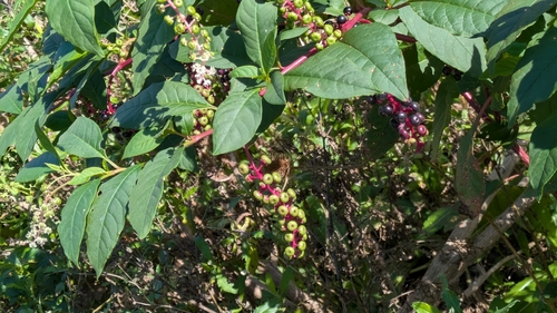 American pokeweed