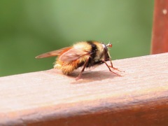 Criorhina bubulcus