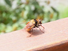 Criorhina bubulcus