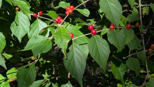 Amur honeysuckle