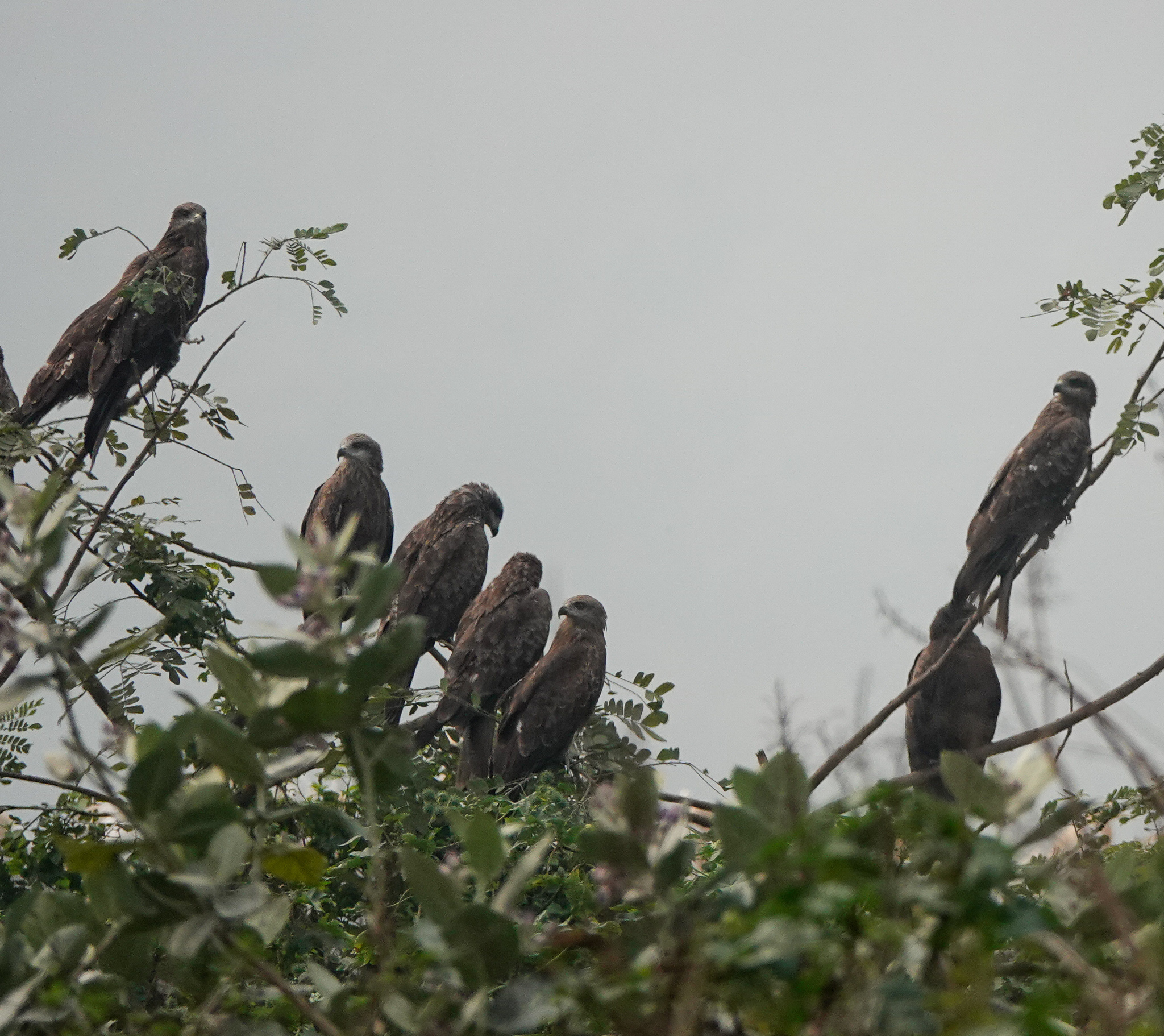 Black Kite