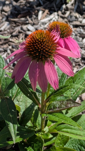 purple coneflower