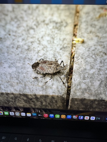 Yellow-spotted Stink Bug
