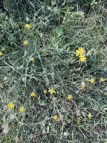 Rush Skeletonweed
