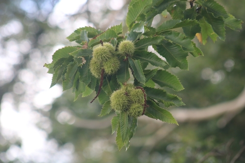 Castanea sativa, photograph 4