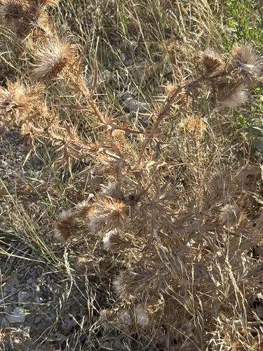 Bull Thistle