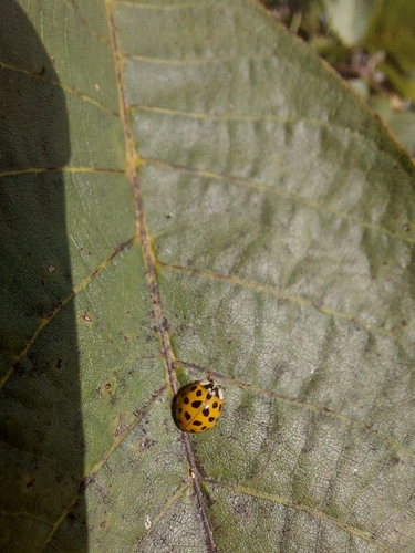 Asian Lady Beetle