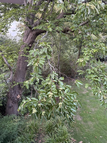 Castanea sativa, photograph 3