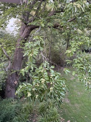 Castanea sativa, photograph author not stated, no rights reserved