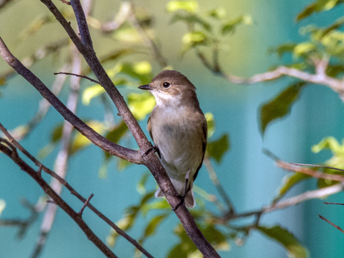 European Pied Flycatcher