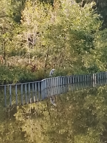Grey Heron