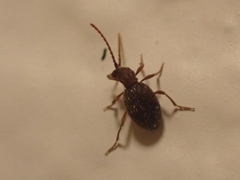 Ptininae