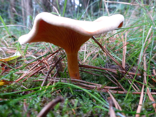 False Chanterelle
